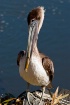 pelican dsc 0614