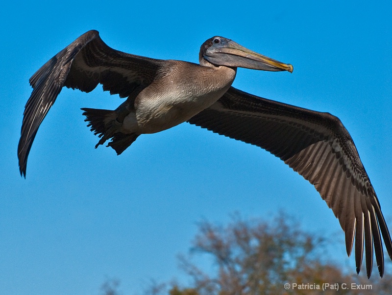 pelican in flight dsc 0623