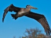 pelican in flight...