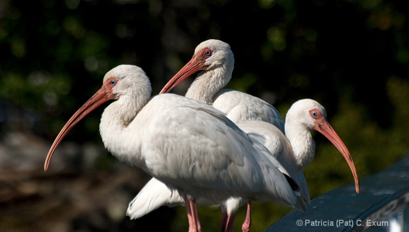 three white ibis dsc 0539