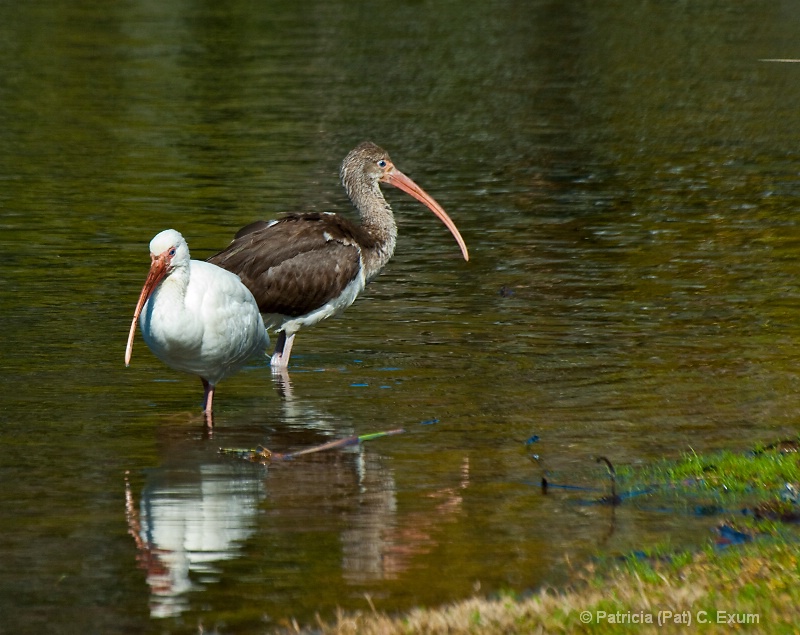 two ibis dsc 0509