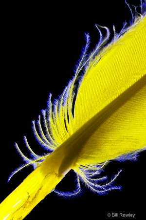 Dinosaur Feather