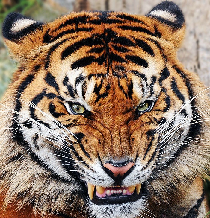 Just Smiling - ID: 11437442 © Kathy Salerni