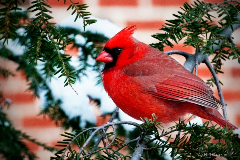 Cardinal  - ID: 11437810 © Bill Currier