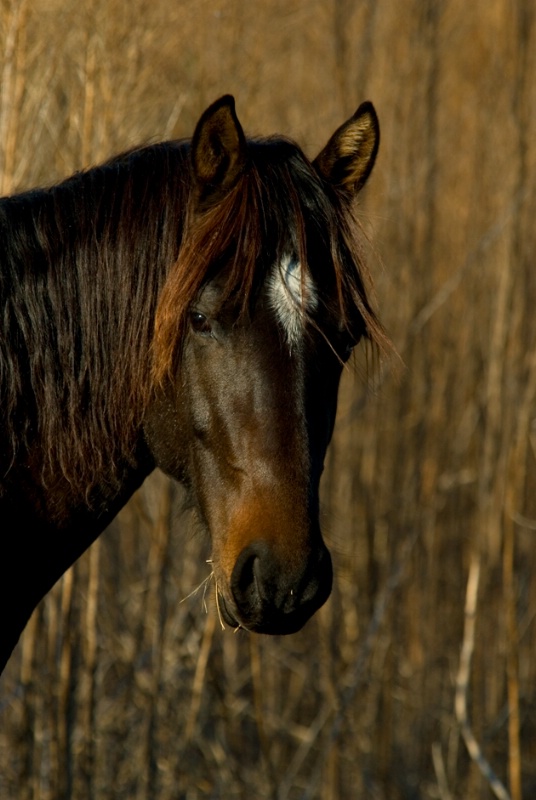 Spanish wild horse 3 - ID: 11438006 © Michael Cenci