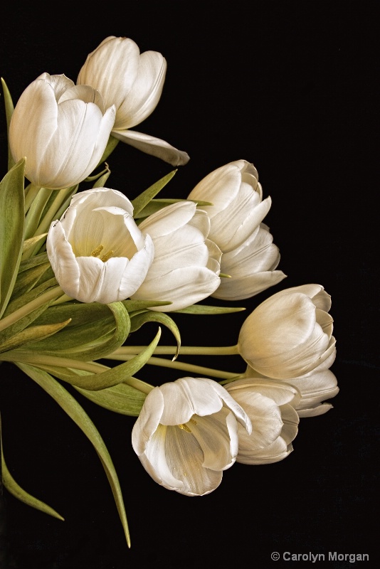 White Tulips