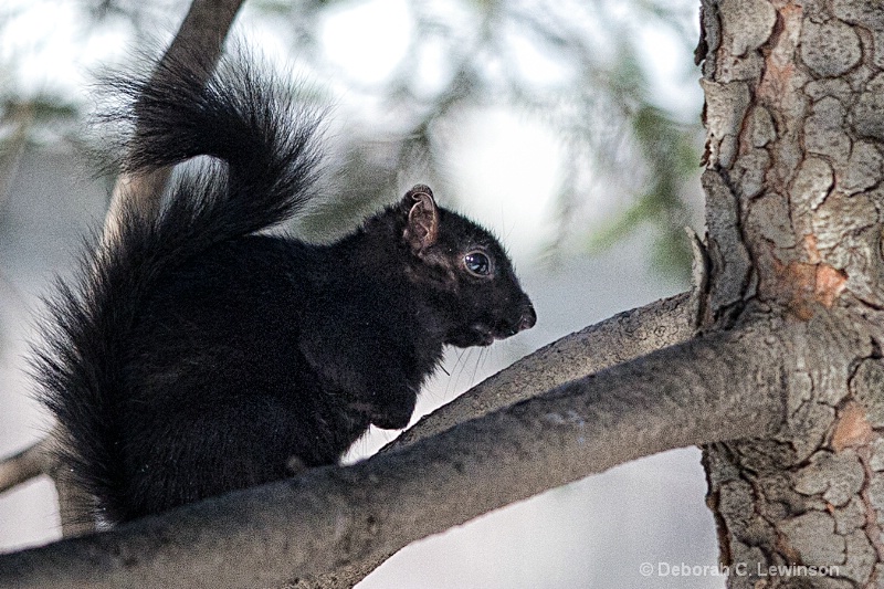 Black Squirrel - ID: 11438724 © Deborah C. Lewinson