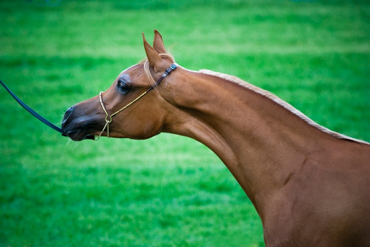 Arabian Horse