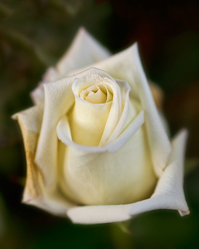 White Rose.......Soft Focus