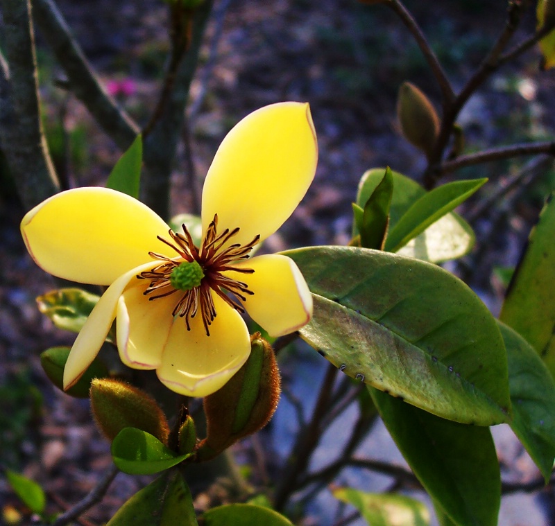 Magnolia Fiscata