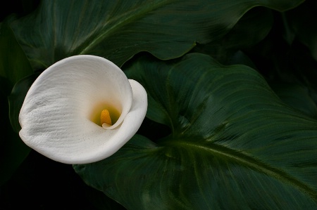 Calla Lily