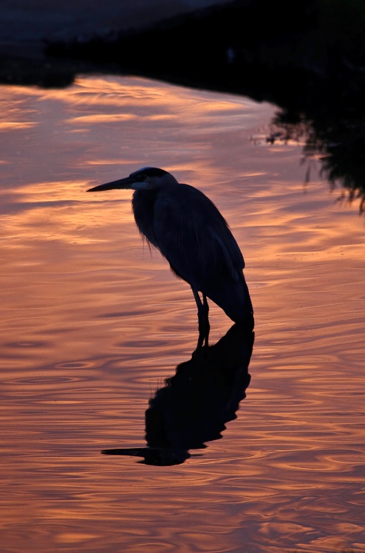 Great Blue Heron Silhouette - ID: 11440526 © Patricia A. Casey