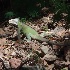 © Elliot Barnathan PhotoID# 11440704: Dominica 58