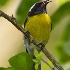 © Elliot Barnathan PhotoID# 11440795: Dominica 43