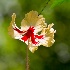 © Elliot Barnathan PhotoID# 11440925: Dominica 19