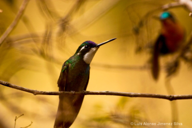 Colibris territoriales (territorial hummingbirds)