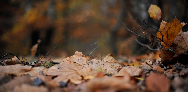 Autumn carpet