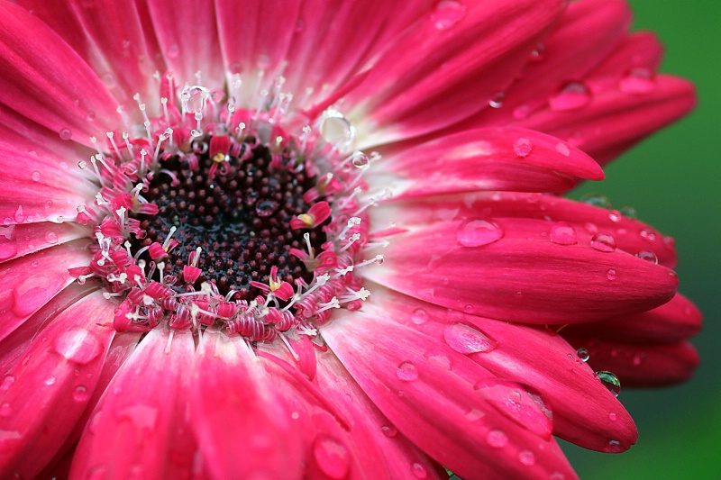 gerbera daisy detail