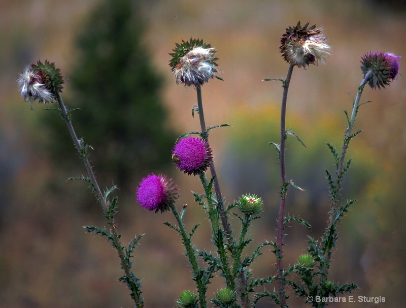 Thistle