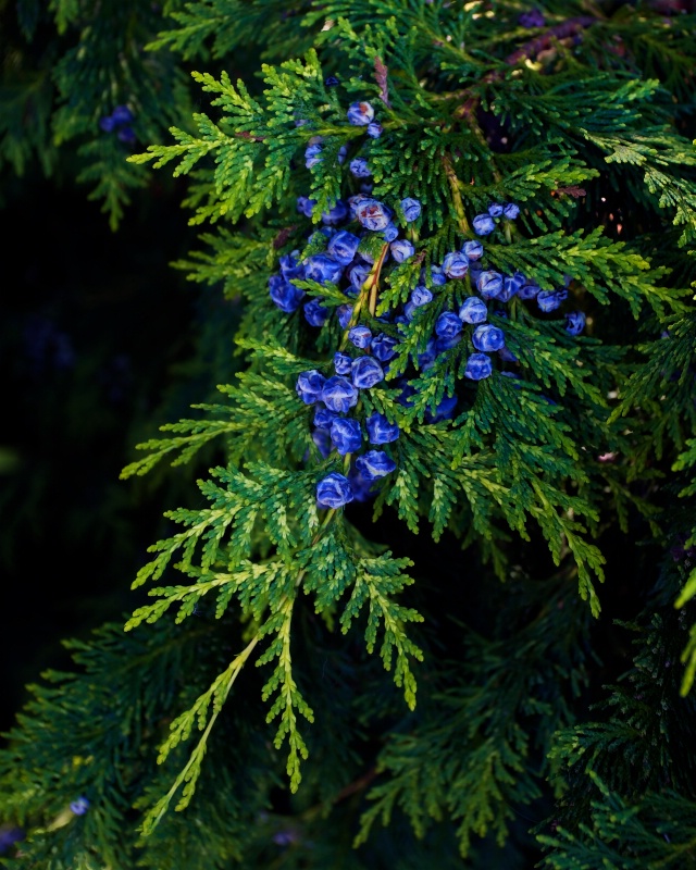 Cedars Berrys