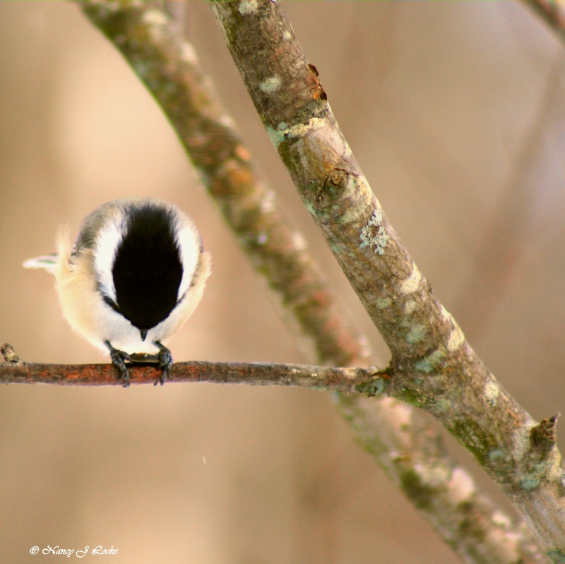 Praying Chickadee