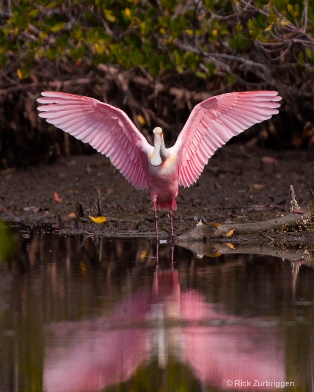Roseate Spoonbill and Reflection at Dusk - ID: 11442262 © Rick Zurbriggen