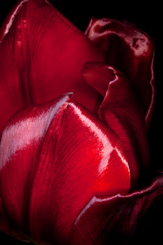 Twisted Tulip