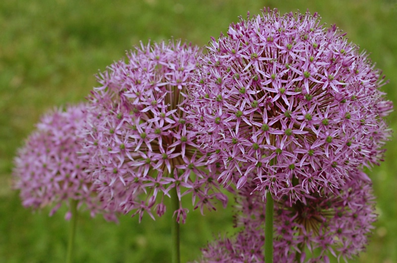 ~Allium~