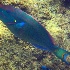 © Elliot Barnathan PhotoID# 11443000: Underwater Life 10