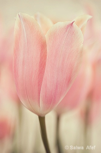 Tulip's Memory