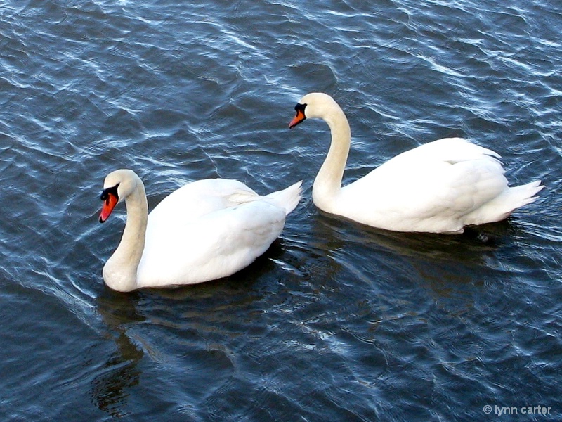 Swans In Lyme Harbour Today