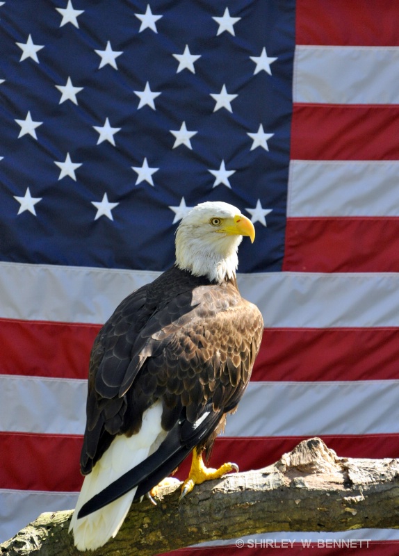 BALD EAGLE AND AMERICAN FLAG - ID: 11445065 © SHIRLEY MARGUERITE W. BENNETT