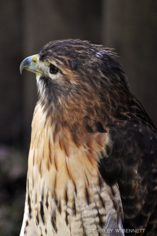 HAWK - ID: 11445068 © SHIRLEY MARGUERITE W. BENNETT