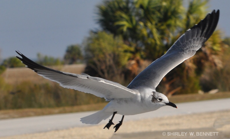 SEAGULL COMES IN FOR LANDING - ID: 11445069 © SHIRLEY MARGUERITE W. BENNETT