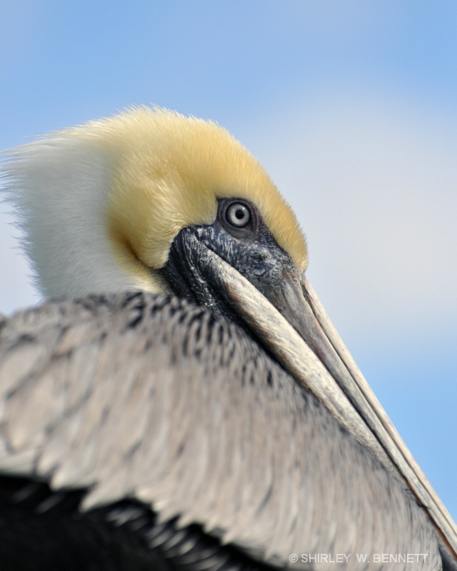 PELICAN CLOSE UP AND PERSONAL - ID: 11445077 © SHIRLEY MARGUERITE W. BENNETT