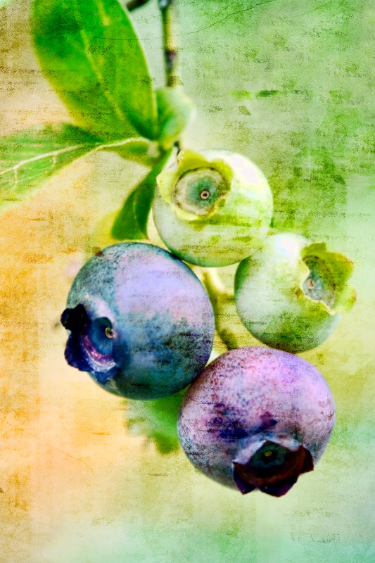 rustic blueberries