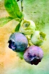 rustic blueberrie...