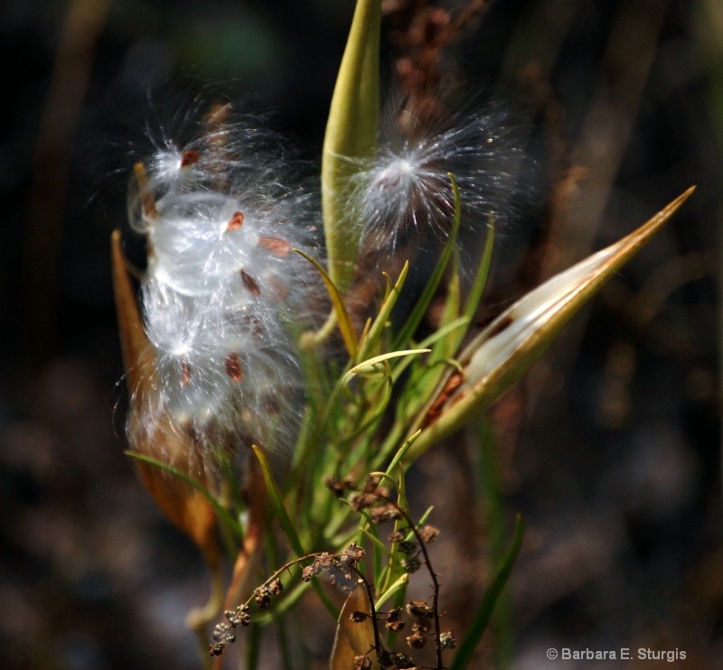 Milkweed