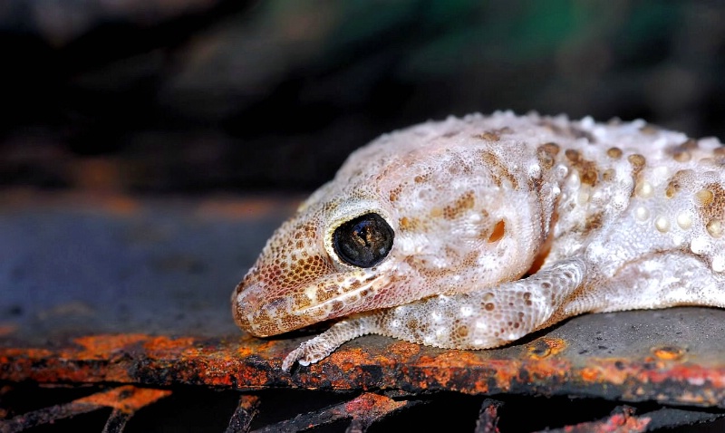 Mediterranean Gecko