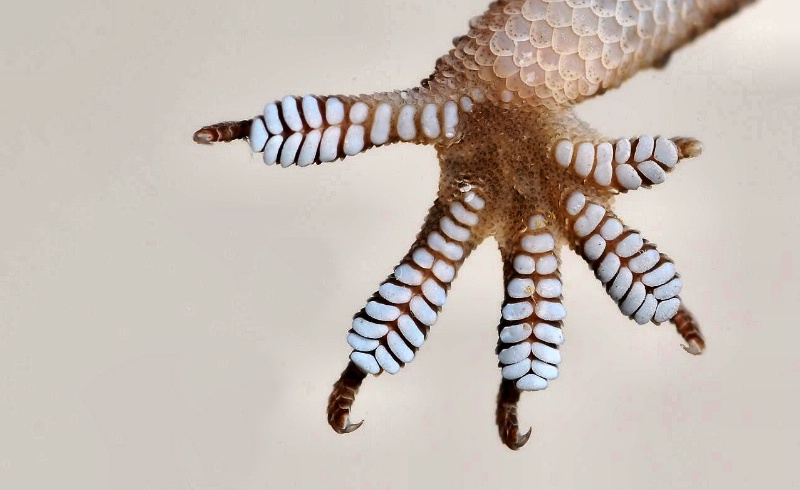 Gecko Toes