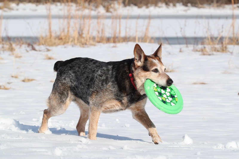 Snow Dog and Green Frisbee