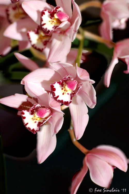 Pink Orchids Fall - ID: 11446137 © Fax Sinclair
