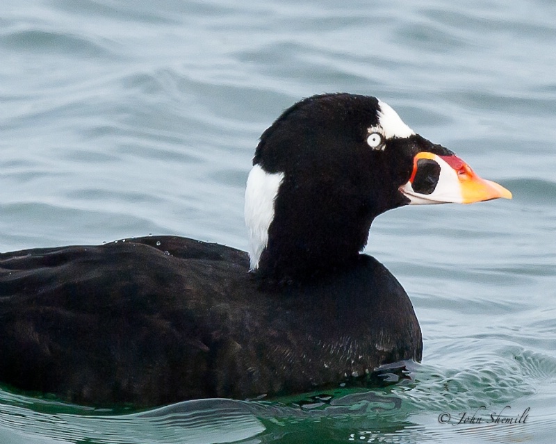 Surf Scoter - Feb 13th, 2011 - ID: 11446670 © John Shemilt