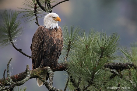 Quiet Eagle Moment