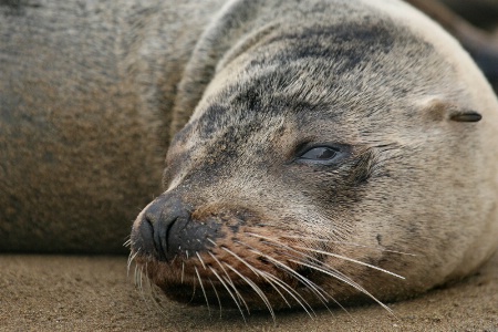 Sea Lion