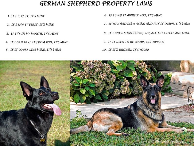 German Shepherd Property Laws