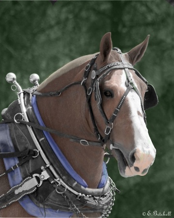 Draft Horse - Tinted