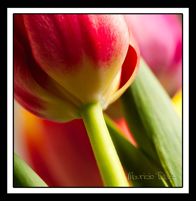 Red Tulip - ID: 11449528 © Mauricio Diaz