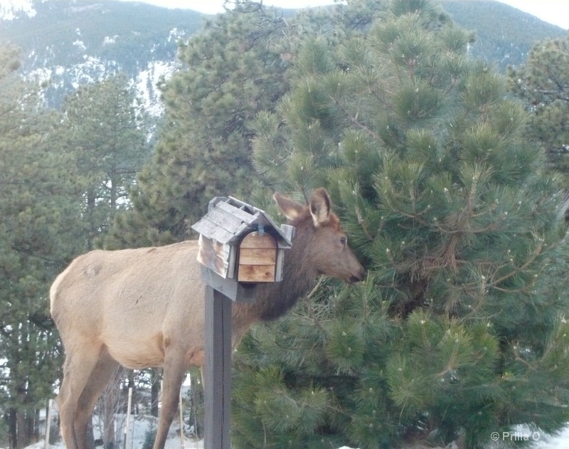 mr. elk hiding behind mailbox 