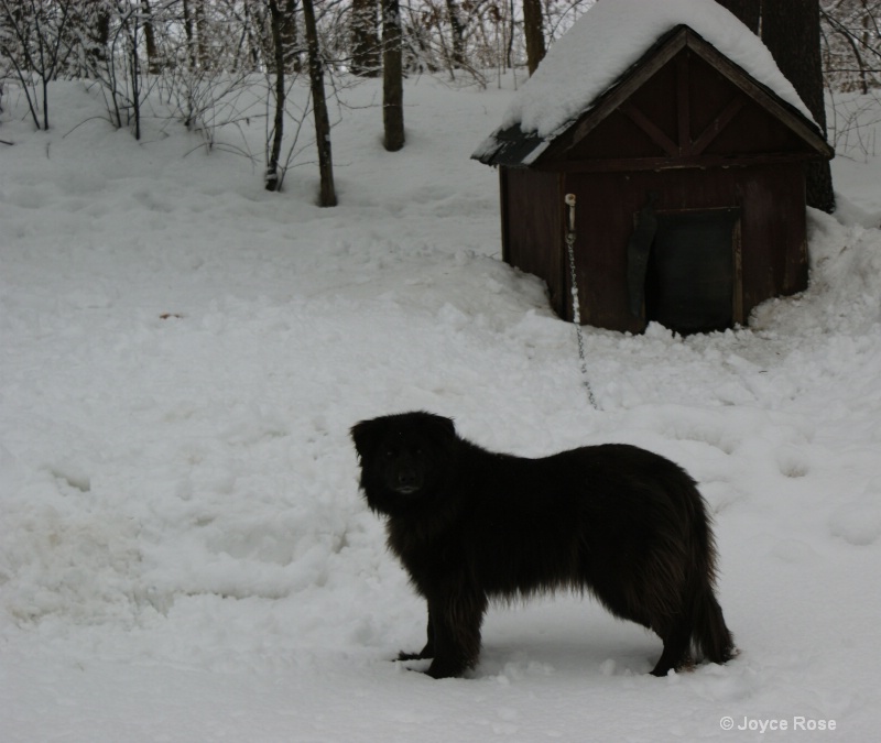 Black  Dog....White Snow